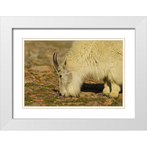 CO, Mount Evans Mountain goat feeding on flowers White Modern Wood Framed Art Print with Double Matting by Illg, Cathy and Gordon