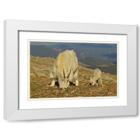 CO, Mount Evans Mountain goat and kid in meadow White Modern Wood Framed Art Print with Double Matting by Illg, Cathy and Gordon