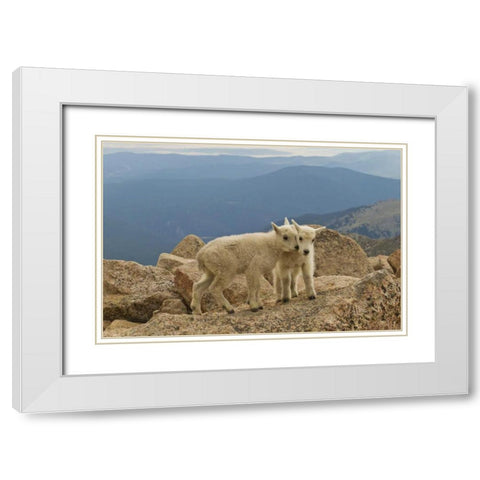 Colorado, Mount Evans Mountain goat kids on rock White Modern Wood Framed Art Print with Double Matting by Illg, Cathy and Gordon