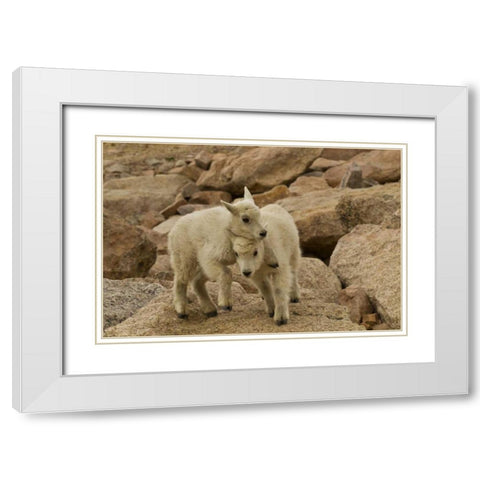 CO, Mt Evans Mountain goat kids playing on rock White Modern Wood Framed Art Print with Double Matting by Illg, Cathy and Gordon