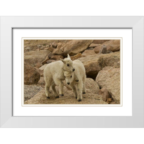 CO, Mt Evans Mountain goat kids playing on rock White Modern Wood Framed Art Print with Double Matting by Illg, Cathy and Gordon