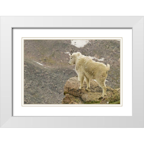 CO, Mt Evans Mountain goat yearling and scenery White Modern Wood Framed Art Print with Double Matting by Illg, Cathy and Gordon