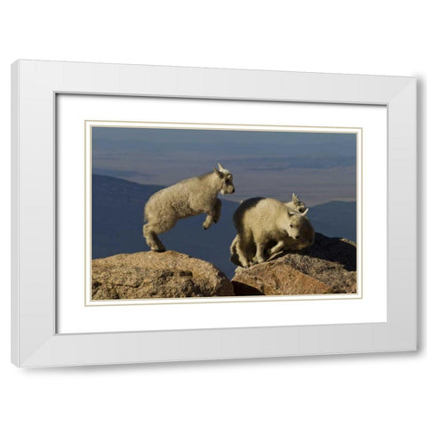 Colorado, Mount Evans Mountain goat kids playing White Modern Wood Framed Art Print with Double Matting by Illg, Cathy and Gordon