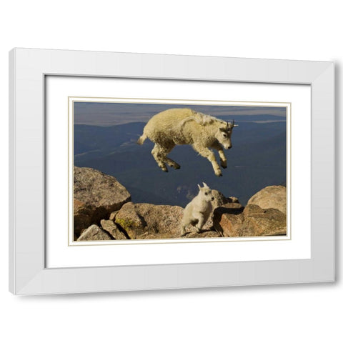 CO, Mount Evans Mountain goat jumping over kid White Modern Wood Framed Art Print with Double Matting by Illg, Cathy and Gordon