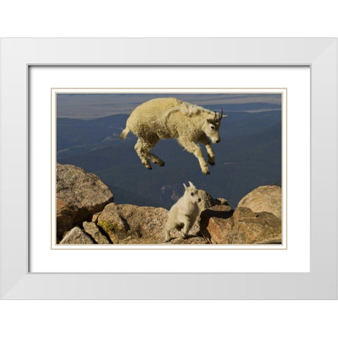 CO, Mount Evans Mountain goat jumping over kid White Modern Wood Framed Art Print with Double Matting by Illg, Cathy and Gordon