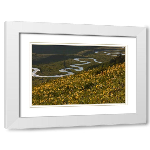 CO, Gunnison NF, Crested Butte Aspen sunflowers White Modern Wood Framed Art Print with Double Matting by Illg, Cathy and Gordon