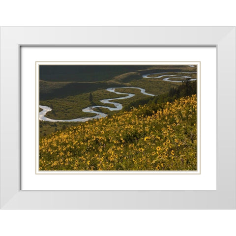 CO, Gunnison NF, Crested Butte Aspen sunflowers White Modern Wood Framed Art Print with Double Matting by Illg, Cathy and Gordon
