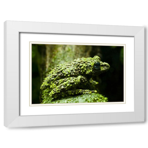 Colorado, Denver Close-up of mossy frog White Modern Wood Framed Art Print with Double Matting by Illg, Cathy and Gordon