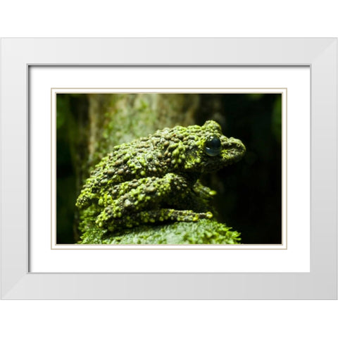 Colorado, Denver Close-up of mossy frog White Modern Wood Framed Art Print with Double Matting by Illg, Cathy and Gordon