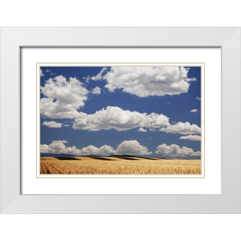 CO, Wheat fields in western part of state White Modern Wood Framed Art Print with Double Matting by Flaherty, Dennis