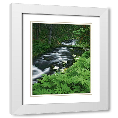 Colorado, White River NF Maroon Creek White Modern Wood Framed Art Print with Double Matting by Flaherty, Dennis