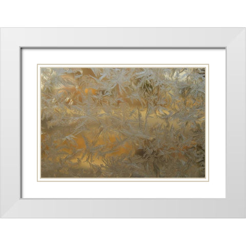 USA, Colorado Frost on window pane White Modern Wood Framed Art Print with Double Matting by Illg, Cathy and Gordon