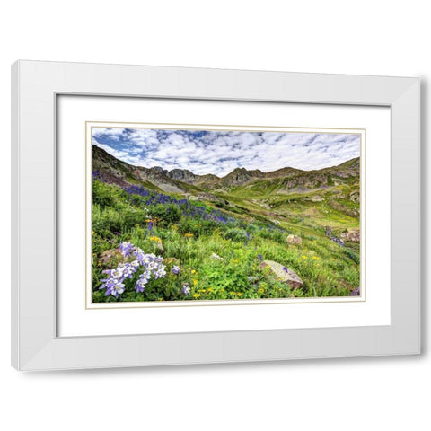 Colorado, San Juan Mts, flowers in American Basin White Modern Wood Framed Art Print with Double Matting by Flaherty, Dennis