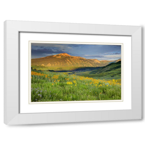 CO, Crested Butte Landscape of mountain flowers White Modern Wood Framed Art Print with Double Matting by Flaherty, Dennis