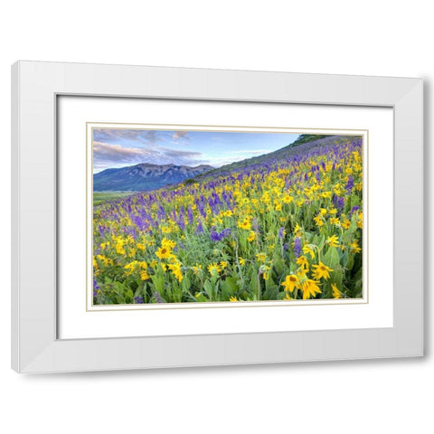 CO, Crested Butte Flowers on hillside White Modern Wood Framed Art Print with Double Matting by Flaherty, Dennis