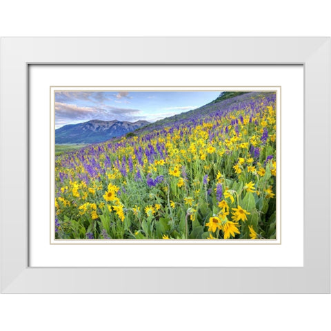 CO, Crested Butte Flowers on hillside White Modern Wood Framed Art Print with Double Matting by Flaherty, Dennis