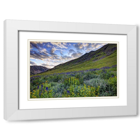 Colorado, San Juan Mts, flowers in American Basin White Modern Wood Framed Art Print with Double Matting by Flaherty, Dennis