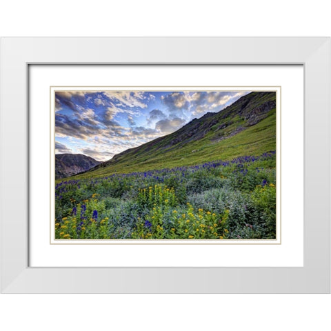 Colorado, San Juan Mts, flowers in American Basin White Modern Wood Framed Art Print with Double Matting by Flaherty, Dennis