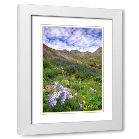 Colorado, San Juan Mts, flowers in American Basin White Modern Wood Framed Art Print with Double Matting by Flaherty, Dennis