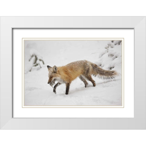 Colorado, Pike NF Red fox carrying meadow vole White Modern Wood Framed Art Print with Double Matting by Grall, Don