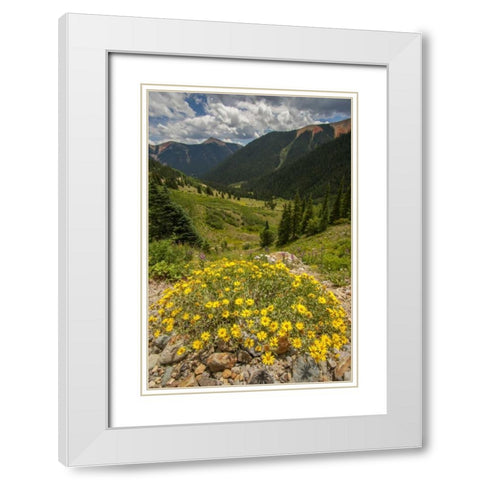 Colorado, San Juan Mts flowers in Ophir Pass White Modern Wood Framed Art Print with Double Matting by Illg, Cathy and Gordon