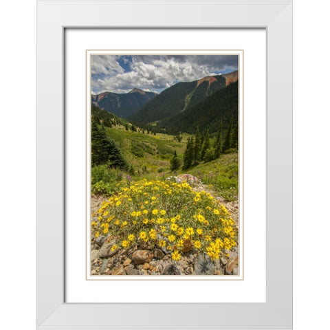 Colorado, San Juan Mts flowers in Ophir Pass White Modern Wood Framed Art Print with Double Matting by Illg, Cathy and Gordon