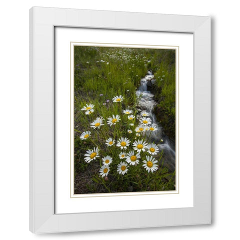 Colorado, San Juan Mts Daisies next to stream White Modern Wood Framed Art Print with Double Matting by Illg, Cathy and Gordon