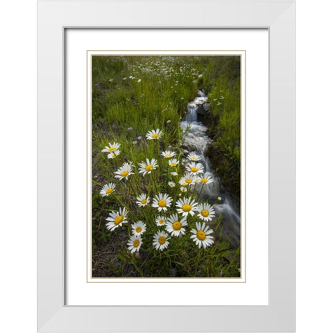 Colorado, San Juan Mts Daisies next to stream White Modern Wood Framed Art Print with Double Matting by Illg, Cathy and Gordon