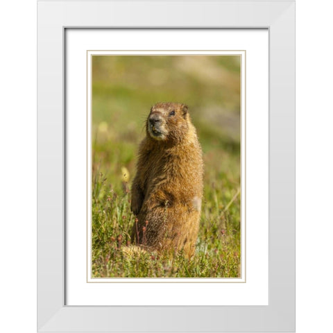 CO, San Juan Mts Yellow-bellied marmot in grass White Modern Wood Framed Art Print with Double Matting by Illg, Cathy and Gordon