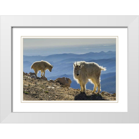 Colorado, Mt Evans Mountain goats and scenery White Modern Wood Framed Art Print with Double Matting by Illg, Cathy and Gordon