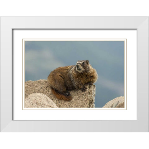 CO, San Juan Mts Yellow-bellied marmot on rock White Modern Wood Framed Art Print with Double Matting by Illg, Cathy and Gordon