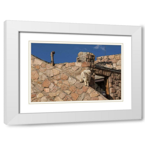 CO, Mt Evans Mountain goat climbs a building White Modern Wood Framed Art Print with Double Matting by Illg, Cathy and Gordon