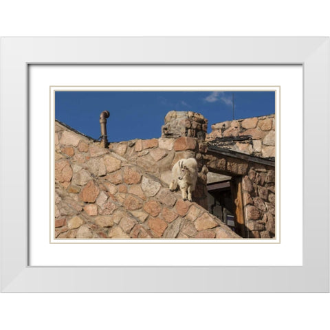 CO, Mt Evans Mountain goat climbs a building White Modern Wood Framed Art Print with Double Matting by Illg, Cathy and Gordon
