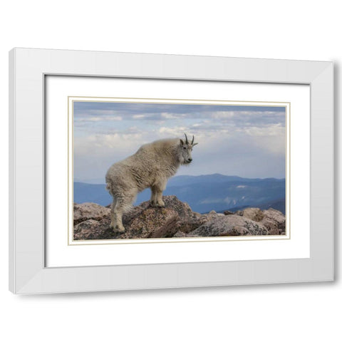CO, Mt Evans Mountain goat stands against sky White Modern Wood Framed Art Print with Double Matting by Illg, Cathy and Gordon