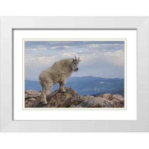 CO, Mt Evans Mountain goat stands against sky White Modern Wood Framed Art Print with Double Matting by Illg, Cathy and Gordon
