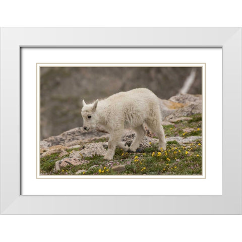 Colorado, Mt Evans Mountain goat kid White Modern Wood Framed Art Print with Double Matting by Illg, Cathy and Gordon