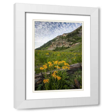 Colorado, Crested Butte Wildflowers and old log White Modern Wood Framed Art Print with Double Matting by Illg, Cathy and Gordon