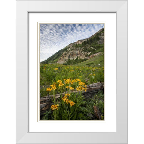 Colorado, Crested Butte Wildflowers and old log White Modern Wood Framed Art Print with Double Matting by Illg, Cathy and Gordon