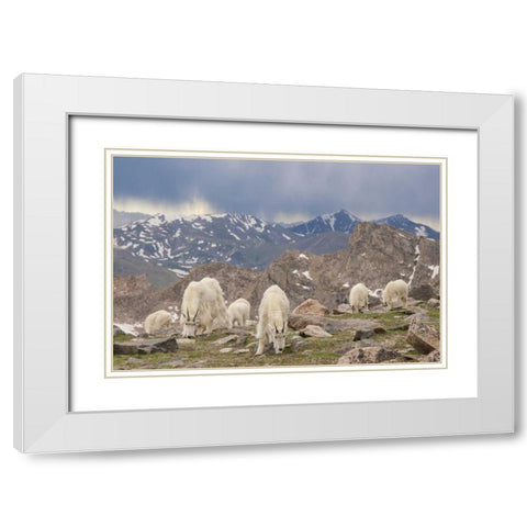 Colorado, Mt Evans Mountain goat herd grazing White Modern Wood Framed Art Print with Double Matting by Illg, Cathy and Gordon