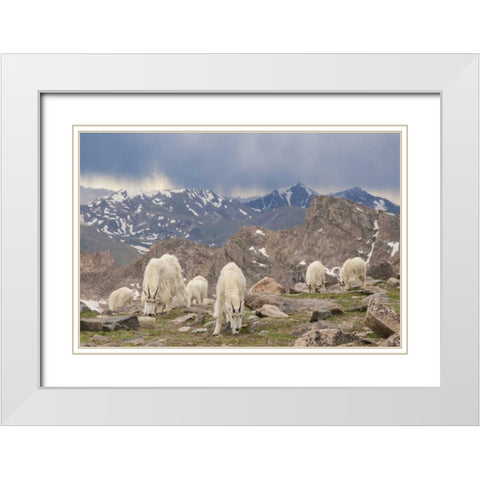 Colorado, Mt Evans Mountain goat herd grazing White Modern Wood Framed Art Print with Double Matting by Illg, Cathy and Gordon