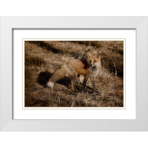 Colorado, Pike National Forest Red fox White Modern Wood Framed Art Print with Double Matting by Grall, Don