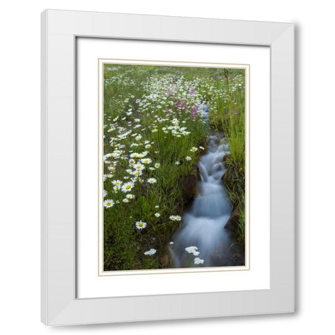 Colorado, San Juan Mts Daisies next to stream White Modern Wood Framed Art Print with Double Matting by Illg, Cathy and Gordon