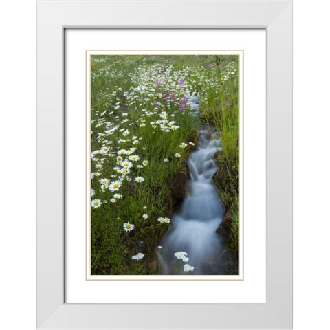 Colorado, San Juan Mts Daisies next to stream White Modern Wood Framed Art Print with Double Matting by Illg, Cathy and Gordon