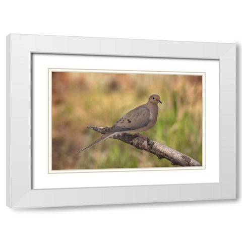 Colorado, Woodland Park Mourning dove on branch White Modern Wood Framed Art Print with Double Matting by Grall, Don