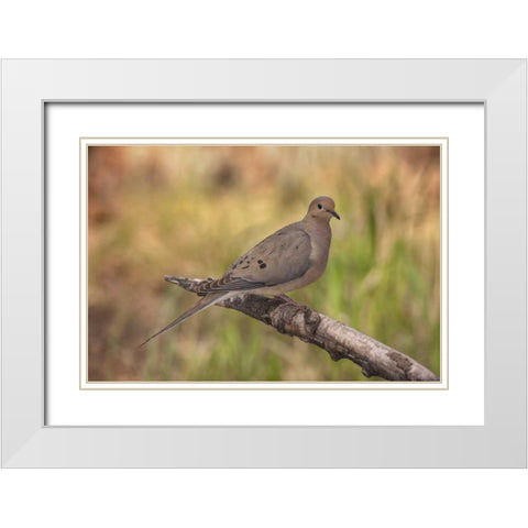 Colorado, Woodland Park Mourning dove on branch White Modern Wood Framed Art Print with Double Matting by Grall, Don
