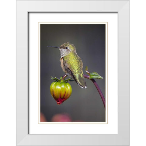 USA, Colorado Hummingbird rests on flower bud White Modern Wood Framed Art Print with Double Matting by Lord, Fred
