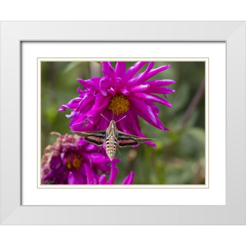 Colorado White-lined sphinx moth feeds on flower White Modern Wood Framed Art Print with Double Matting by Lord, Fred