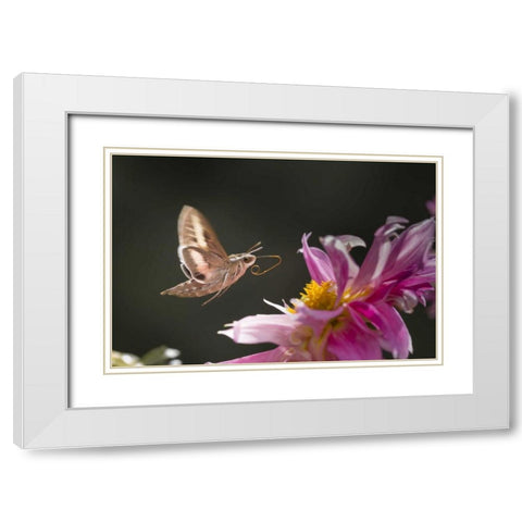 CO, White-lined sphinx moth tongue for feeding White Modern Wood Framed Art Print with Double Matting by Lord, Fred