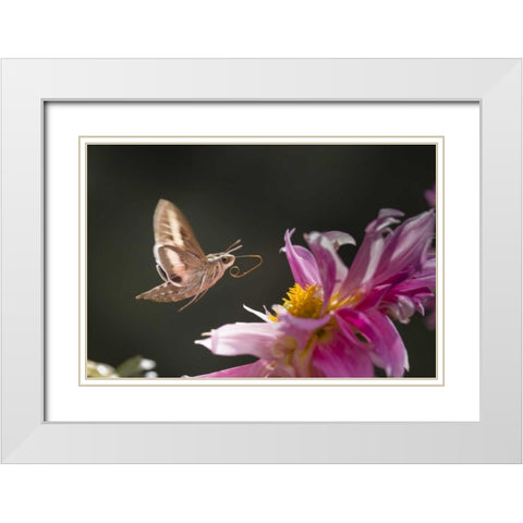 CO, White-lined sphinx moth tongue for feeding White Modern Wood Framed Art Print with Double Matting by Lord, Fred