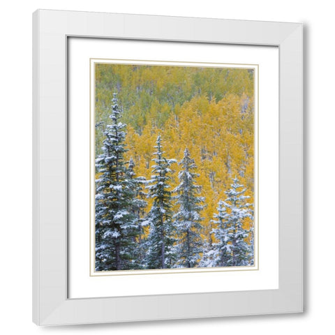 Colorado, Grand Mesa Early snowfall on forest White Modern Wood Framed Art Print with Double Matting by Paulson, Don